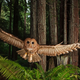 Illustration for article titled Superb Owl Bowl! Which is your favorite?